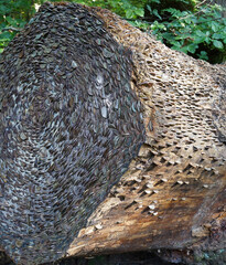    A 'Coin Stump' at the Hermitage (woodland walking area) located near Dunkeld, Perthshire, Scotland. The coins are hammered into the stump by visitors.