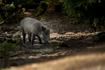02.09.2021, GER, Bayern, Neuschönau: Wildschwein (Sus scrofa) im Tierfreigelände im Nationalpark Bayerischer Wald am Lusen.