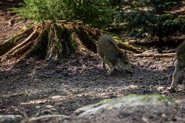 02.09.2021, GER, Bayern, Neuschönau: Wildschwein (Sus scrofa) im Tierfreigelände im Nationalpark Bayerischer Wald am Lusen.