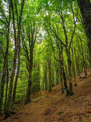 Obraz premium Cammino Foreste Sacre
