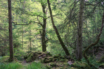  Mixed woodland which forms part of the Hermitage (woodland walking area) located near Dunkeld, Perthshire, Scotland. - 457536258