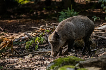02.09.2021, GER, Bayern, Neuschönau: Wildschwein (Sus scrofa) im Tierfreigelände im Nationalpark Bayerischer Wald am Lusen.