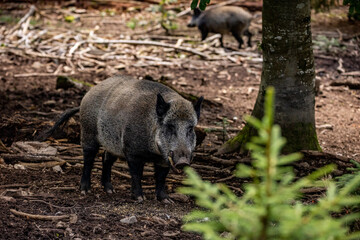02.09.2021, GER, Bayern, Neuschönau: Wildschwein (Sus scrofa) im Tierfreigelände im Nationalpark Bayerischer Wald am Lusen.