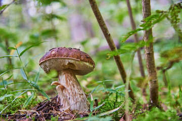 Natural white mushroom growing in a forest.