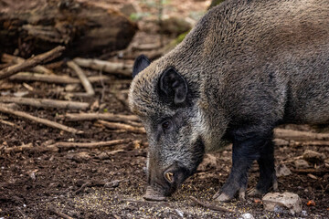 02.09.2021, GER, Bayern, Neuschönau: Wildschwein (Sus scrofa) im Tierfreigelände im Nationalpark Bayerischer Wald am Lusen.