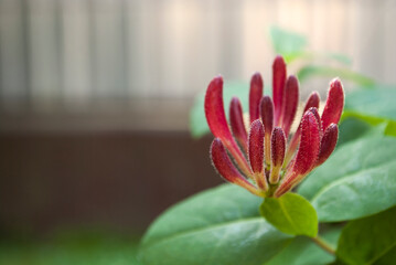 Close up (Lonicera sempervirens) flower, opening on a blurred background. Floral nature backdrop