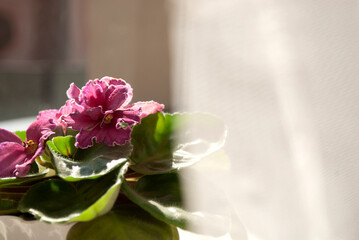 Blooming violets flowers on windowsill. Potted indoor plant with red and pink flowers