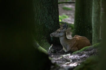 02.09.2021, GER, Bayern, Neuschönau: Rothirsche (Cervus elaphus) im Tierfreigelände im...