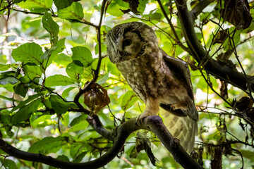 02.09.2021, GER, Bayern, Neuschönau: Rauhfußkauz (Aegolius funereus) im Tierfreigelände im Nationalpark Bayerischer Wald am Lusen.