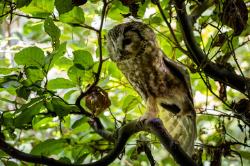 02.09.2021, GER, Bayern, Neuschönau: Rauhfußkauz (Aegolius funereus) im Tierfreigelände im Nationalpark Bayerischer Wald am Lusen.