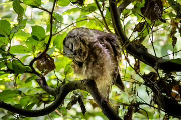 02.09.2021, GER, Bayern, Neuschönau: Rauhfußkauz (Aegolius funereus) im Tierfreigelände im Nationalpark Bayerischer Wald am Lusen.