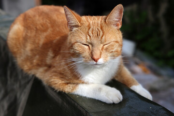 Fototapeta na wymiar Ginger cat napping on a table. Cute cat resting in a garden close up photo. 