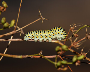 Papilio machaon caterpillar.