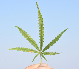 Cannabis leaf on display.