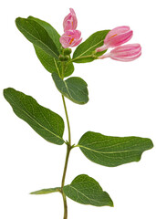 Opening buds of Tatar honeysuckle, isolated on white background