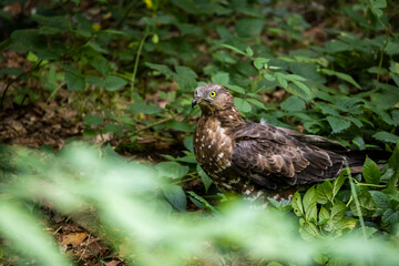 02.09.2021, GER, Bayern, Neuschönau: Wespenbussard (Pernis apivorus) im Tierfreigelände im Nationalpark Bayerischer Wald am Lusen.