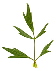 Fresh green leaf of lovage, lat. Levisticum officinale, isolated on white background