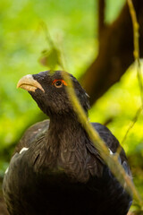 02.09.2021, GER, Bayern, Neuschönau: Auerhuhn (Tetrao urogallus) im Tierfreigelände im Nationalpark Bayerischer Wald am Lusen.