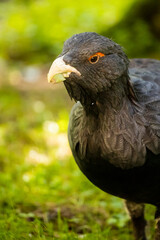 02.09.2021, GER, Bayern, Neuschönau: Auerhuhn (Tetrao urogallus) im Tierfreigelände im Nationalpark Bayerischer Wald am Lusen.