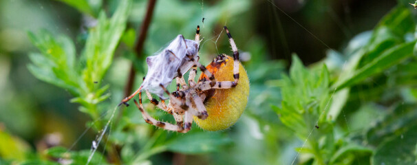 Macro Spider cannibalism, female Garden spider Araneus diadematus killed male after copulation and wrapped him