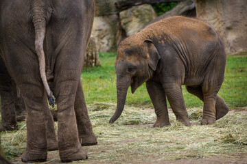 baby elephant in nature park