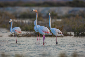 A group Greater Flamingo (Phoenicopterus roseus) in the lake, green background.
