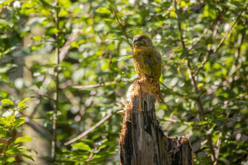 02.09.2021, GER, Bayern, Neuschönau: Fichtenkreuzschnabel (Loxia curvirostra) im Tierfreigelände im Nationalpark Bayerischer Wald am Lusen.