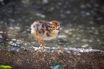 02.09.2021, GER, Bayern, Neuschönau: Rebhuhn (Perdix perdix) im Tierfreigelände im Nationalpark Bayerischer Wald am Lusen.