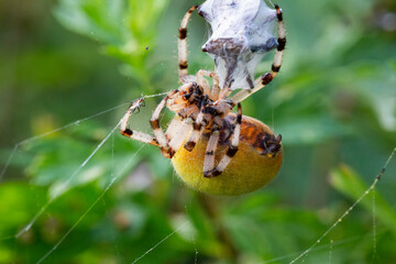 Macro Spider cannibalism, female Garden spider Araneus diadematus killed male after copulation and wrapped him