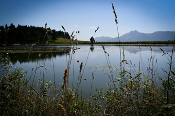 dans l’herbe au bord du lac