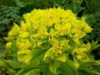 Euphorbia inflorescence. Bright yellow flowers with shallow depth of field. 