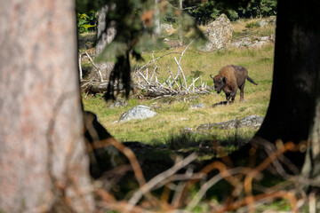 02.09.2021, GER, Bayern, Neuschönau: Wisent (Bos bonasus) im Tierfreigelände im Nationalpark Bayerischer Wald am Lusen.
