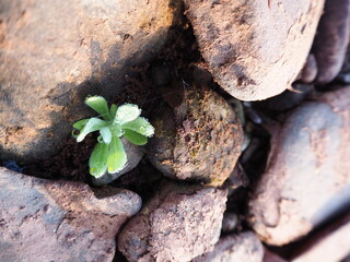 plant in rocks