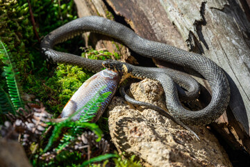 02.09.2021, GER, Bayern, Neuschönau: Ringelnatter (Natrix natrix) im Tierfreigelände im Nationalpark Bayerischer Wald am Lusen.