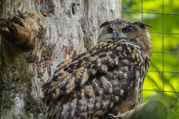 02.09.2021, GER, Bayern, Neuschönau: Uhu (Bubo bubo) im Tierfreigelände im Nationalpark Bayerischer Wald am Lusen.