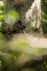 02.09.2021, GER, Bayern, Neuschönau: Uhu (Bubo bubo) im Tierfreigelände im Nationalpark...