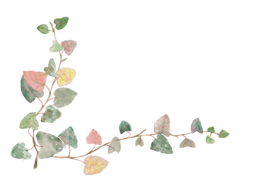 水彩で描いたノスタルジックなアイビー蔦のイラスト
