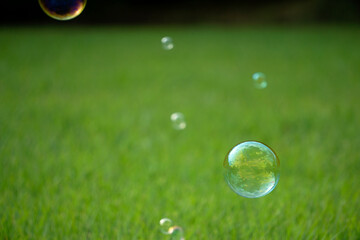 Soap bubbles flying above the lawn.  芝生の上を飛んでいるシャボン玉
