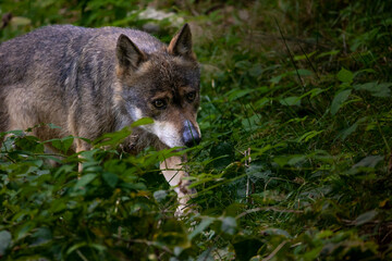 Obraz premium 02.09.2021, GER, Bayern, Neuschönau: Wolf (Canis Lupus) im Tierfreigelände im Nationalpark Bayerischer Wald am Lusen.