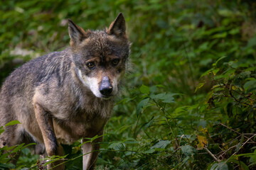 Naklejka na ściany i meble 02.09.2021, GER, Bayern, Neuschönau: Wolf (Canis Lupus) im Tierfreigelände im Nationalpark Bayerischer Wald am Lusen.
