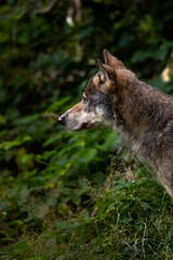 02.09.2021, GER, Bayern, Neuschönau: Wolf (Canis Lupus) im Tierfreigelände im Nationalpark Bayerischer Wald am Lusen.