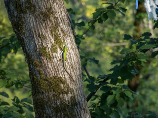 At the top of the mountain there is a forest with deciduous trees. A light green lizard sits on the bark of a moss-covered tree. In the background there is a forest with ribbons tied to memory