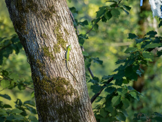 At the top of the mountain there is a forest with deciduous trees. A light green lizard sits on the bark of a moss-covered tree. In the background there is a forest with ribbons tied to memory