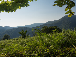 Mountain landscape. Valley of wild ferns with views of the surrounding mountains. Blue sky, bright sunlight. Natural beauty without man