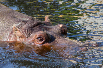 Pływający hipopotam - obrazy, fototapety, plakaty