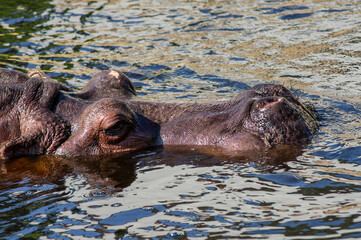 Pływający hipopotam - obrazy, fototapety, plakaty