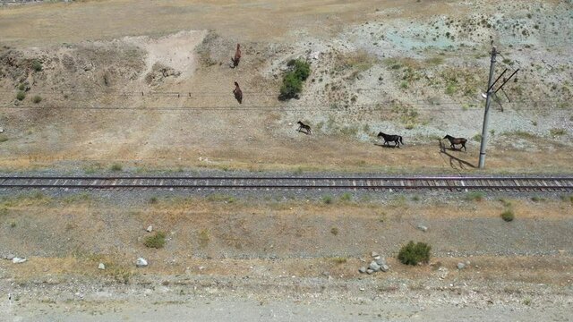 Aerial view wild, free horses in nature.  A group of horses running near train lines. Aerial footage horses running on field near Sevan Town, Armenia.  Herd flock of horses galloping quickly running .