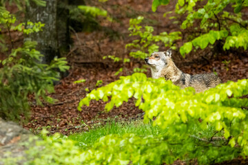 22.05.2020, GER, Bayern, Neuschönau: europäischer Wolf (Canis lupus lupus) im Tierfreigelände des Nationalparks bayerischer Wald.