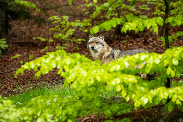 22.05.2020, GER, Bayern, Neuschönau: europäischer Wolf (Canis lupus lupus) im Tierfreigelände des Nationalparks bayerischer Wald.