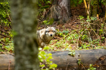 22.05.2020, GER, Bayern, Neuschönau: europäischer Wolf (Canis lupus lupus) im Tierfreigelände des Nationalparks bayerischer Wald.